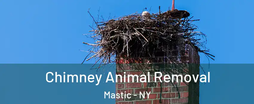  Chimney Animal Removal Mastic - NY