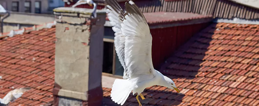 Residential Chimney Animal Removal Solution in Mastic, NY