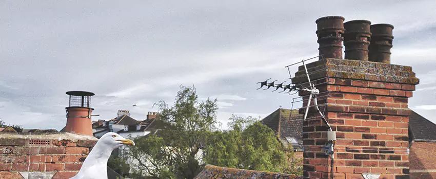 Chimney Cleaning And Restoration in Mastic, New York